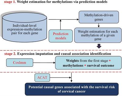 Leveraging Methylation Alterations to Discover Potential Causal Genes Associated With the Survival Risk of Cervical Cancer in TCGA Through a Two-Stage Inference Approach